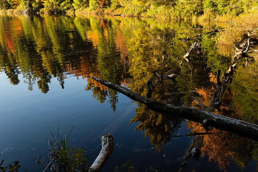 Mesmerizing Fall Reflections - Algonquin Autumn Lake Photograph by Georgia Mizuleva