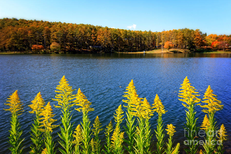 Autumn Lake with Canada Goldenrod Photograph by Beverly Claire Kaiya