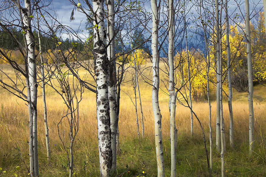 Nature Photograph - Autumn Landscape by Theresa Tahara