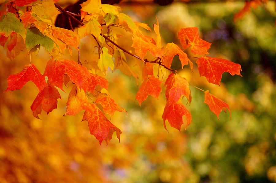 Autumn Photograph by Laurel Gillespie - Fine Art America