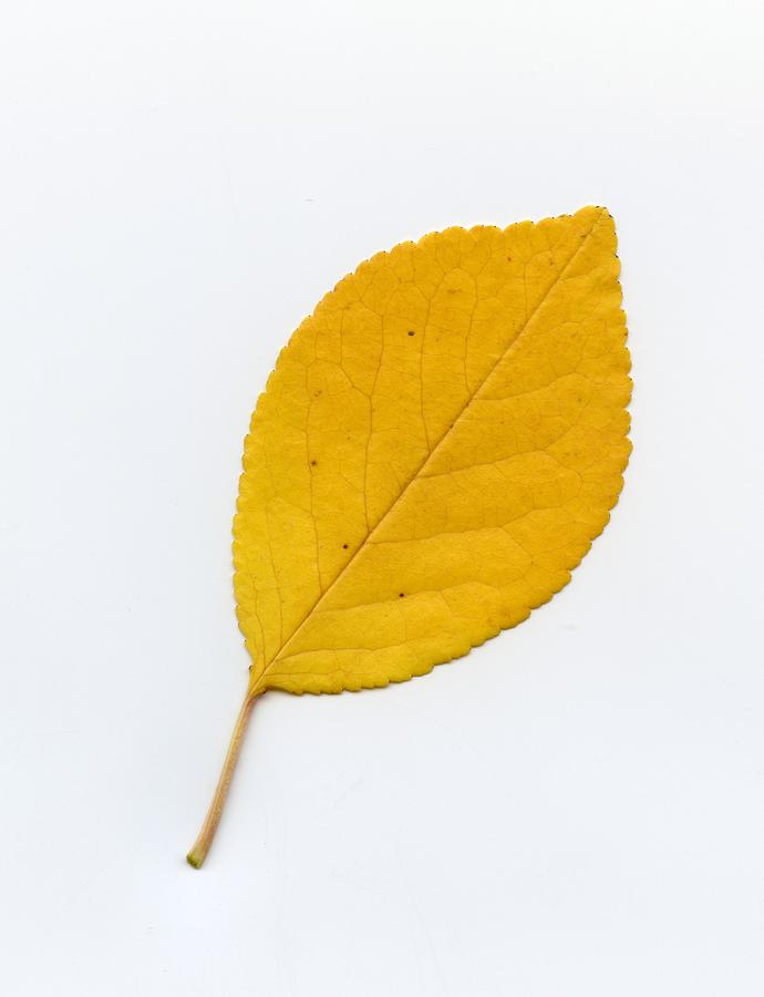 Autumn Leaf 1 Photograph by HW Kateley