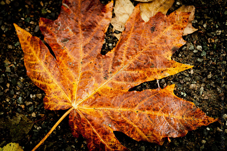 Autumn Leaf Photograph by Alexander Fedin