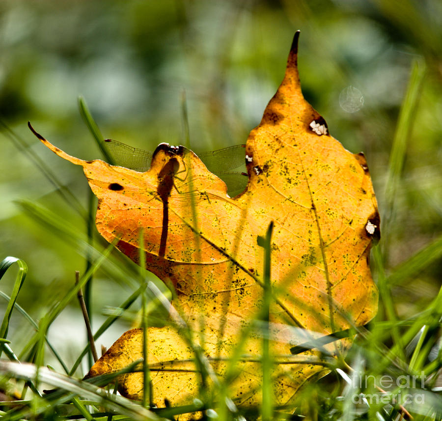 Autumn Leaf and Friend Photograph by Cheryl Baxter