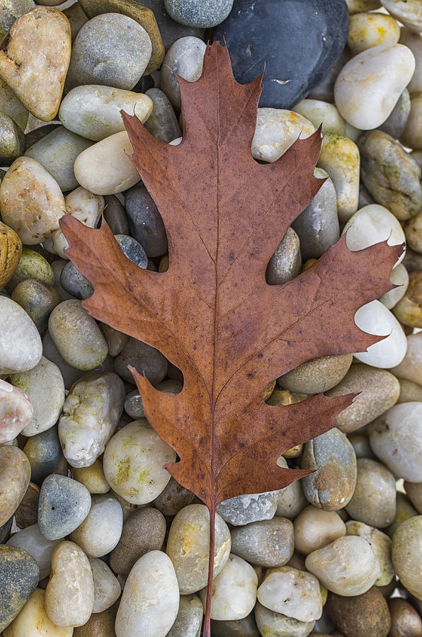 Autumn leaf and rocks Photograph by Paulo Goncalves