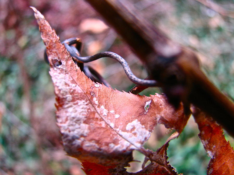 Fall Photograph - Autumn Leaf and Vine 2988 by Sandy Tolman