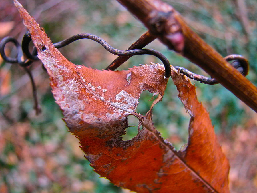 Fall Photograph - Autumn Leaf and Vine 2995 by Sandy Tolman