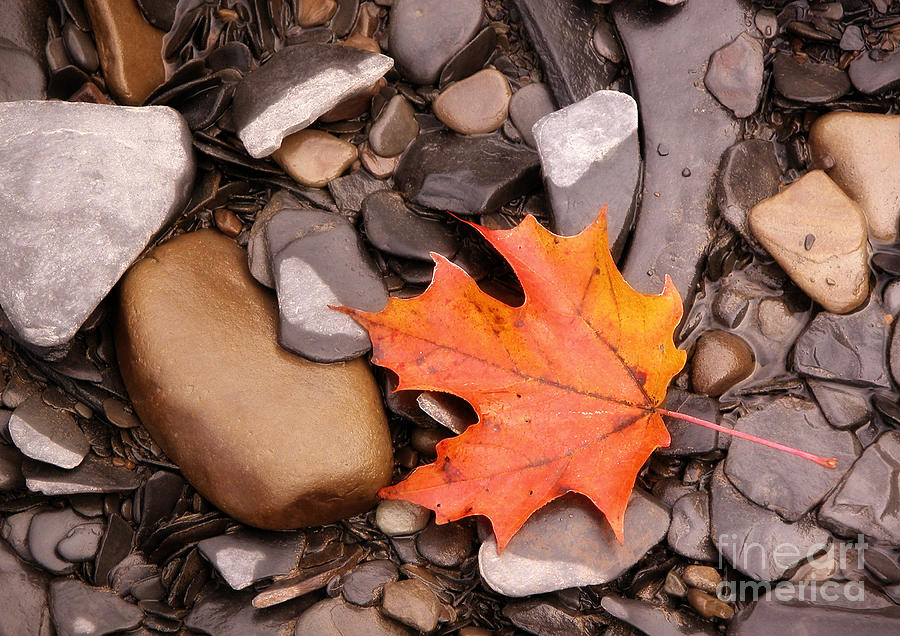 Autumn Leaf at Eighteen Mile Creek Photograph by Tom Brickhouse