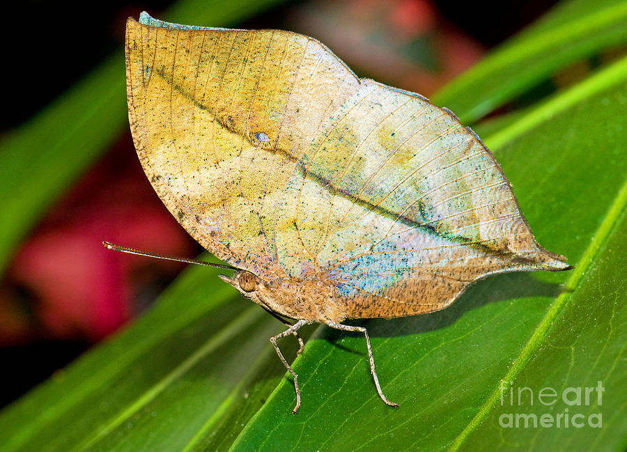 Autumn Leaf Butterfly Photograph by Millard H. Sharp