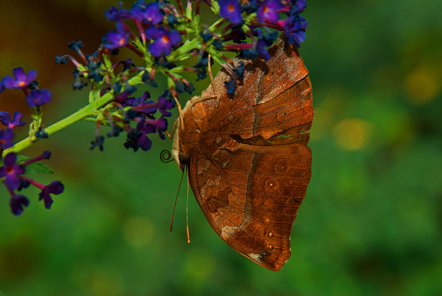 Autumn Leaf Butterfly Photograph by Tam Ryan