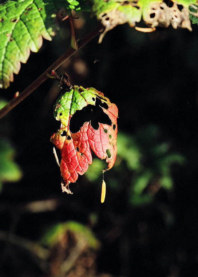 Autumn Leaf Photograph by Cathy Mahnke