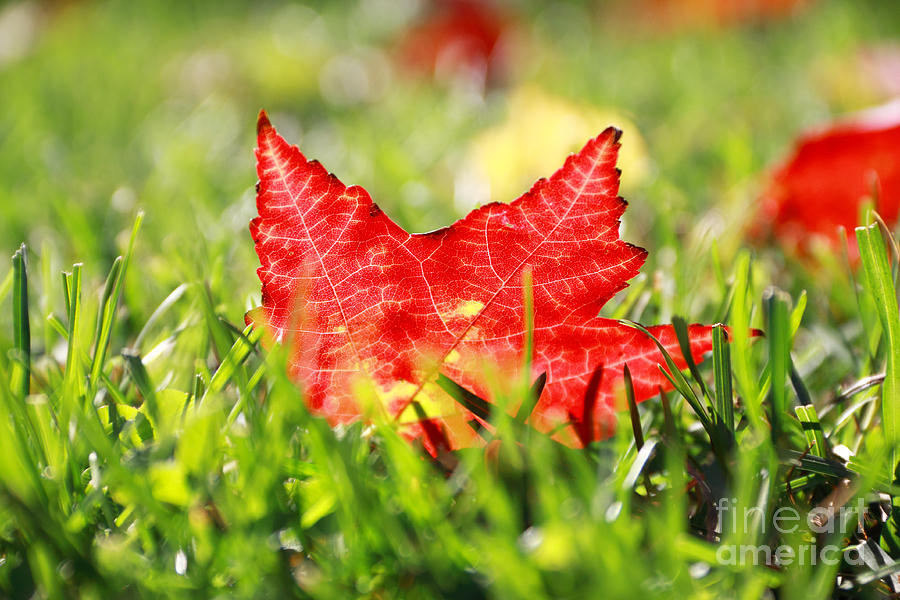 Autumn Leaf Photograph by Charline Xia