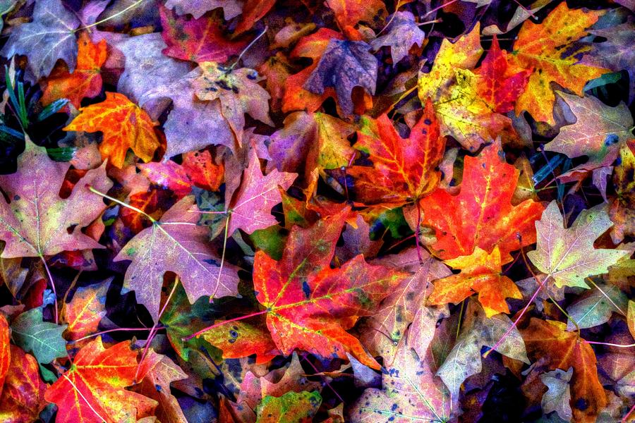 Autumn Leaf Collage Photograph by Karen McKenzie McAdoo - Fine Art America