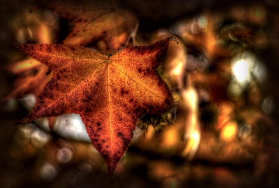 autumn  Leaf Photograph by Craig Incardone