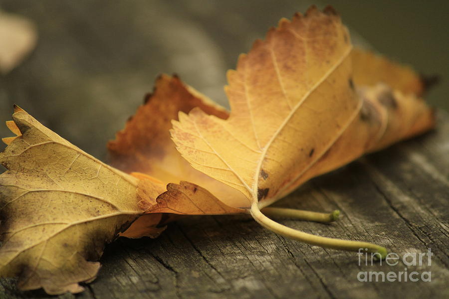 Fall Photograph - Autumn Leaf by Crystal Socha