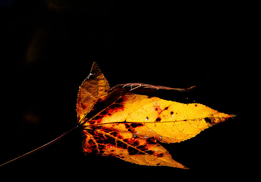 Autumn Leaf Photograph by David Kay
