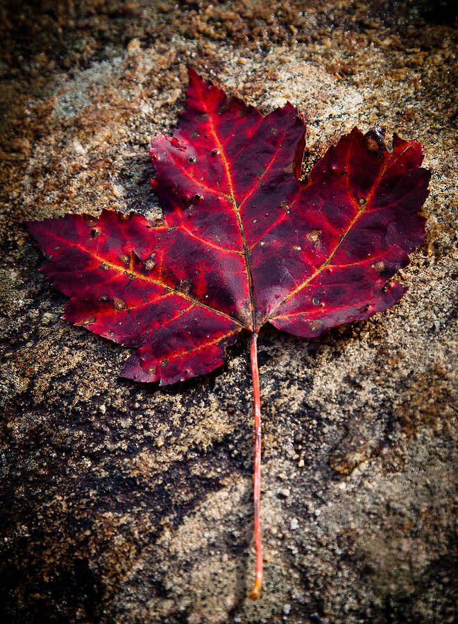 Autumn Leaf Photograph by David Patterson