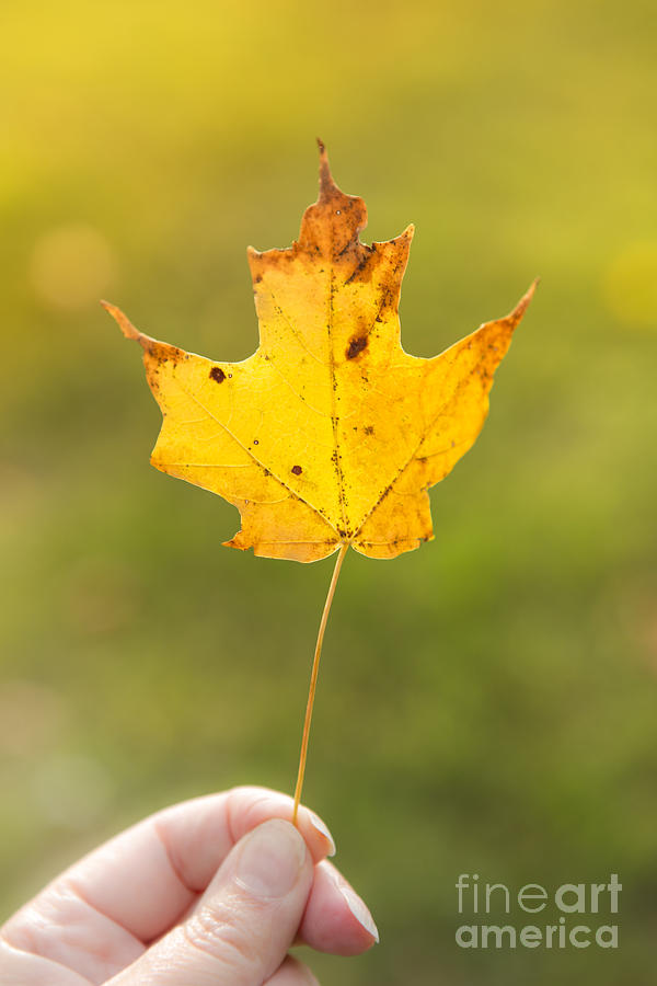 Autumn Leaf Photograph by Diane Diederich