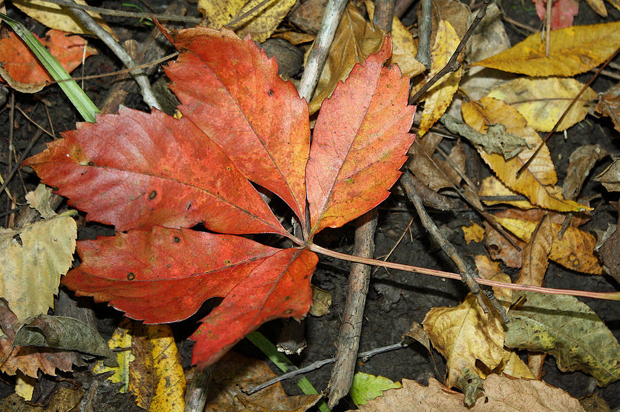Autumn Leaf Photograph by Ellen Tully