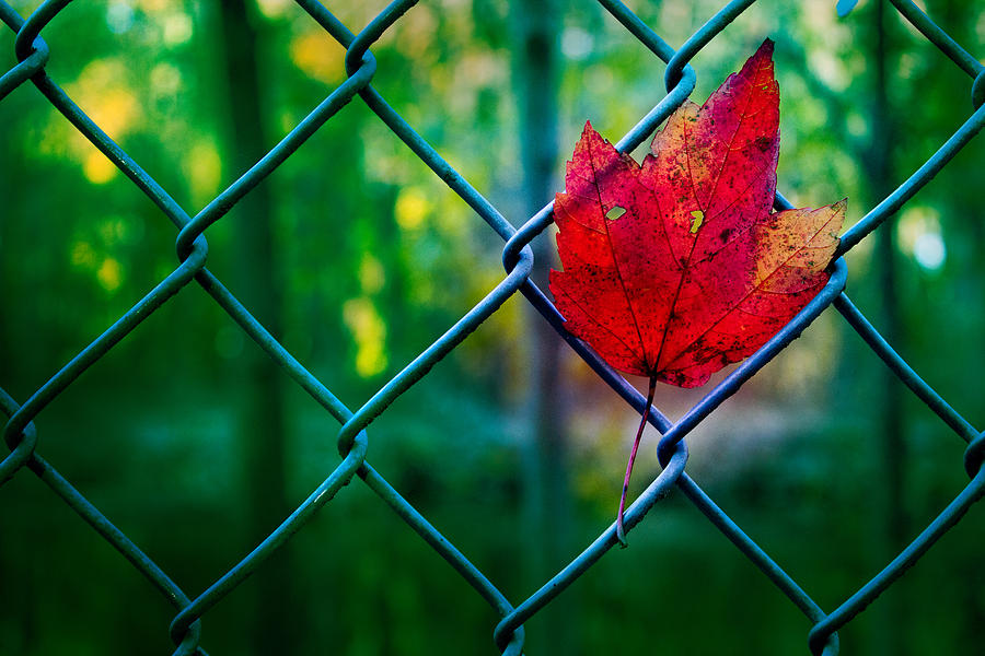 Autumn Leaf Photograph by Elvira Pinkhas