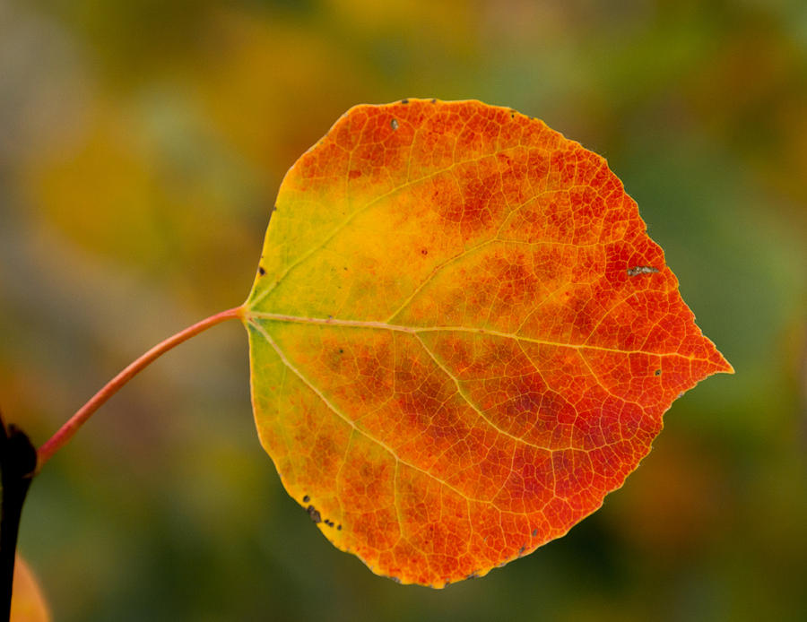 Nature Photograph - Autumn leaf by Southwindow Eugenia Rey-Guerra 