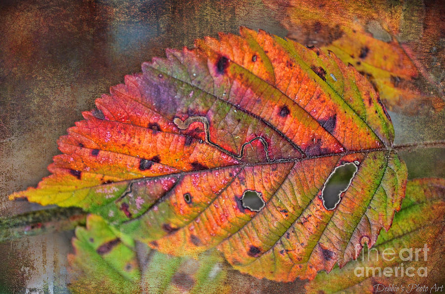 Autumn Leaf I Photograph by Debbie Portwood