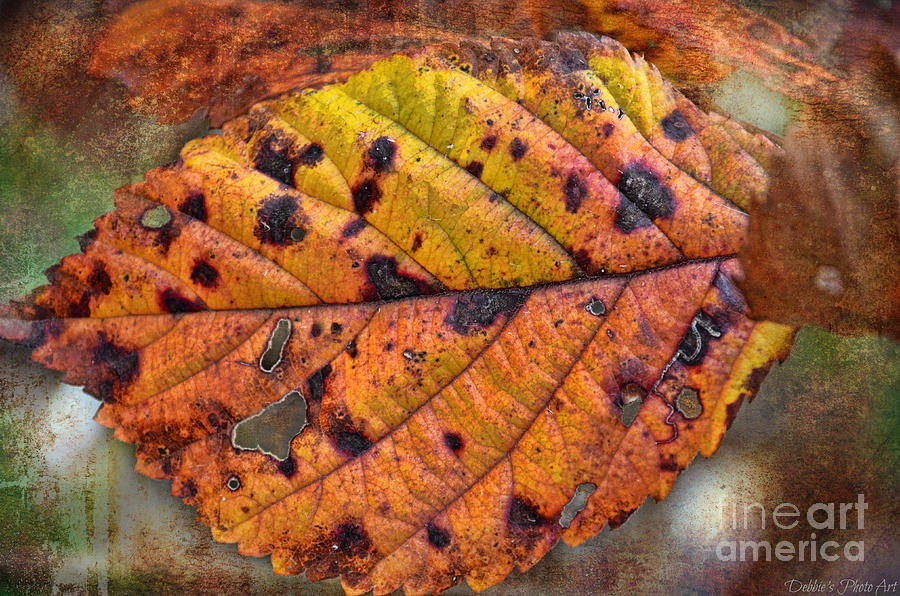 Autumn Leaf II Photograph by Debbie Portwood