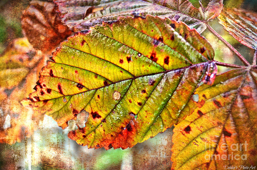Autumn Leaf III Photograph by Debbie Portwood