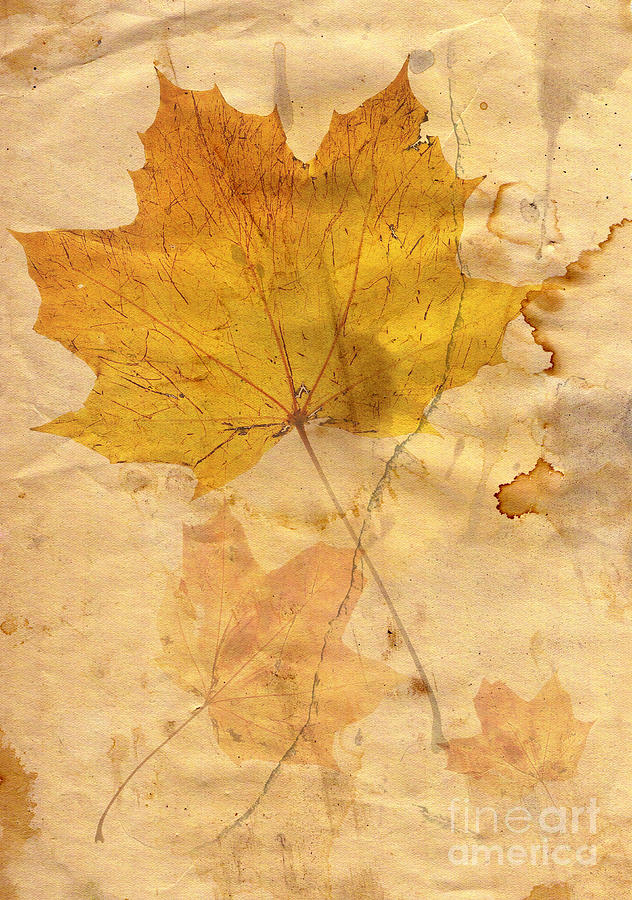 Autumn Leaf In Grunge Style Digital Art by Michal Boubin