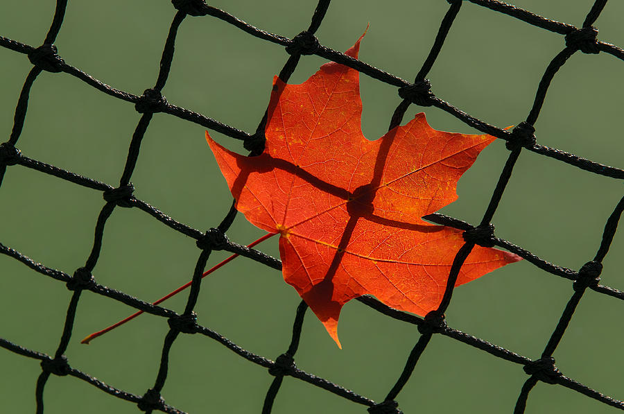 Autumn Leaf In Net Photograph by Gary Slawsky