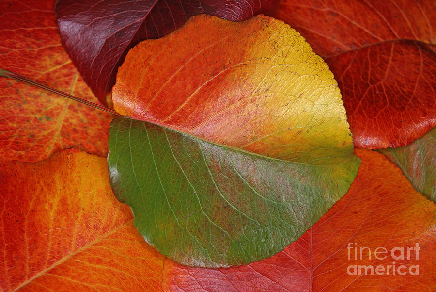 Autumn Leaf Photograph by James H Robinson