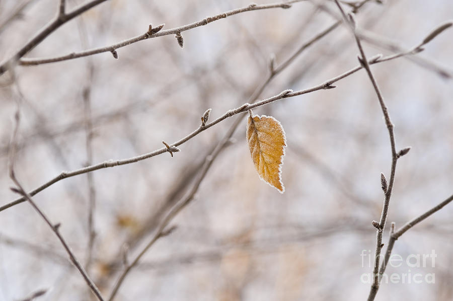 Autumn leaf Photograph by Jim Corwin