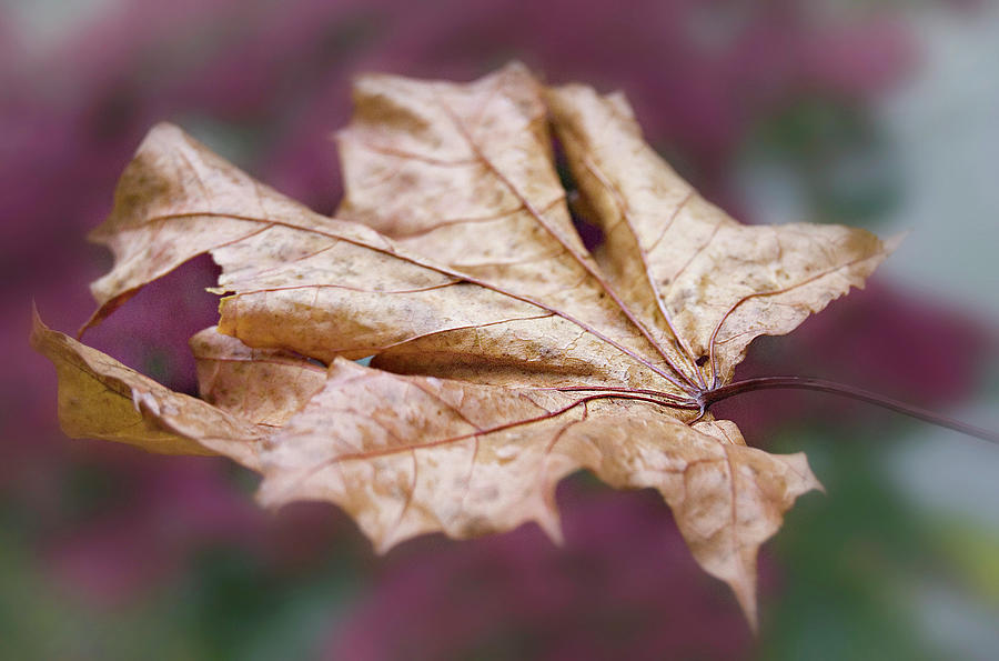 Autumn Leaf Photograph by Kelly Loughlin Photography