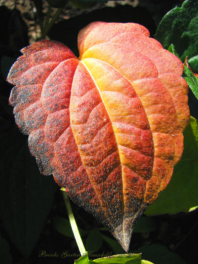 Colors of Autumn in a Leaf - Fall Macro - Nature - Autumn Leavescro Photograph by Brooks Garten Hauschild