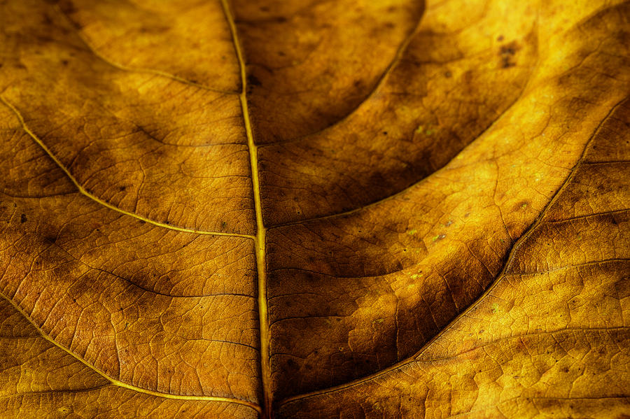 Autumn leaf macro Photograph by Vishwanath Bhat