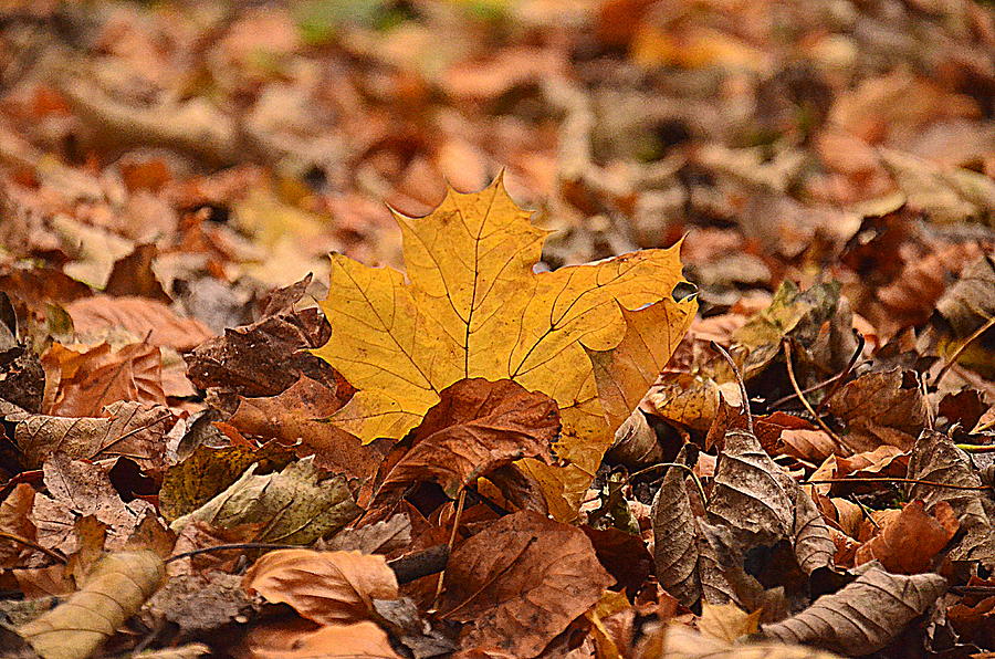 Autumn Leaf Photograph by Martina Fagan