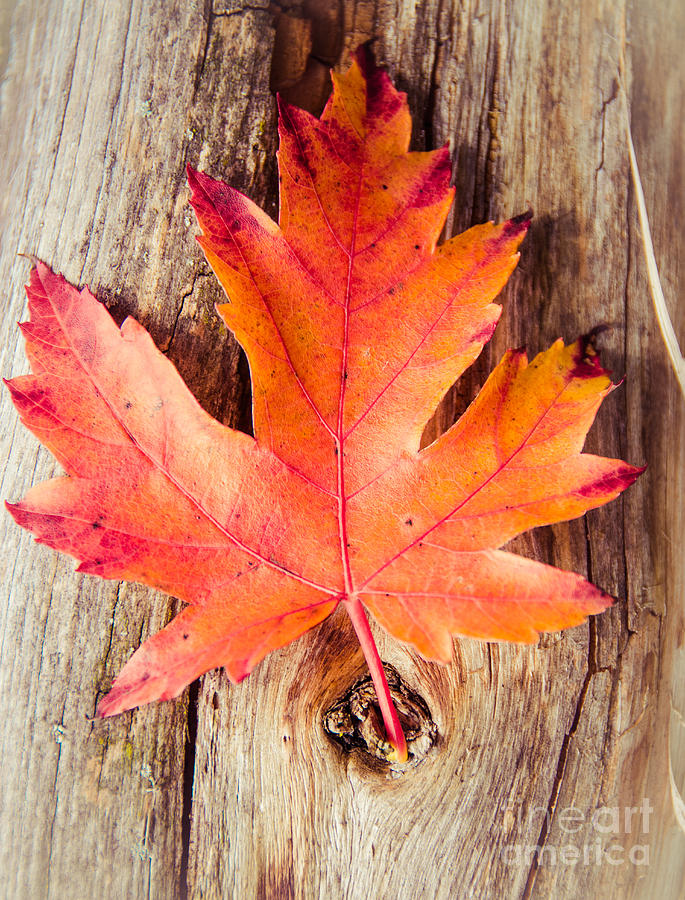 Autumn Leaf on a Log Photograph by Cheryl Baxter