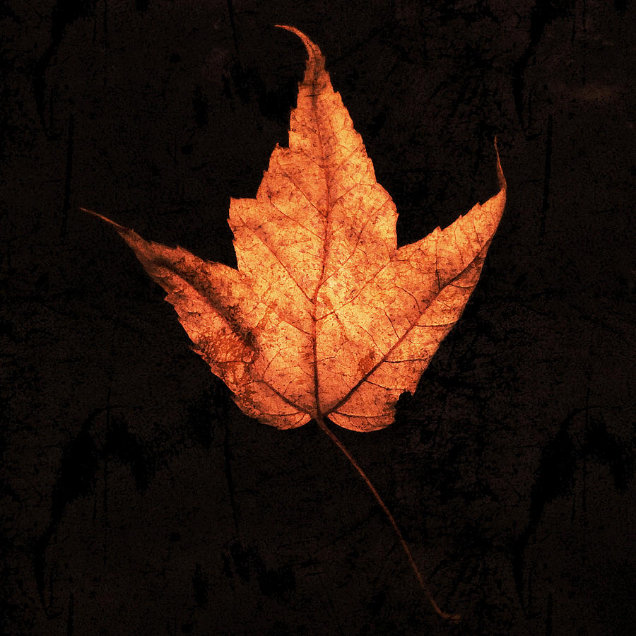 Fall Photograph - Autumn Leaf on Black by Patricia Januszkiewicz