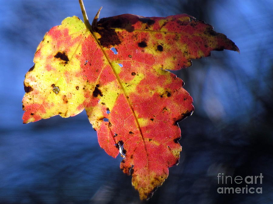 Autumn Leaf on Blue Photograph by Lili Feinstein