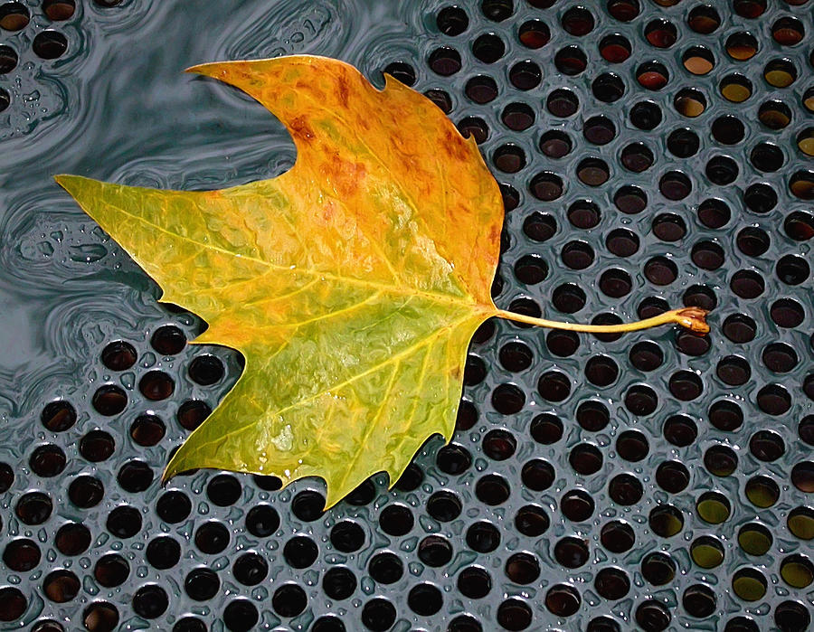 Autumn Leaf On Drain In Bryant Park Photograph by Gary Slawsky