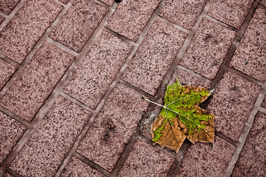 Autumn Leaf on Red Bricks Photograph by Alexander Fedin