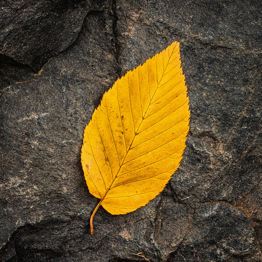 Autumn Leaf On The Rock Photograph