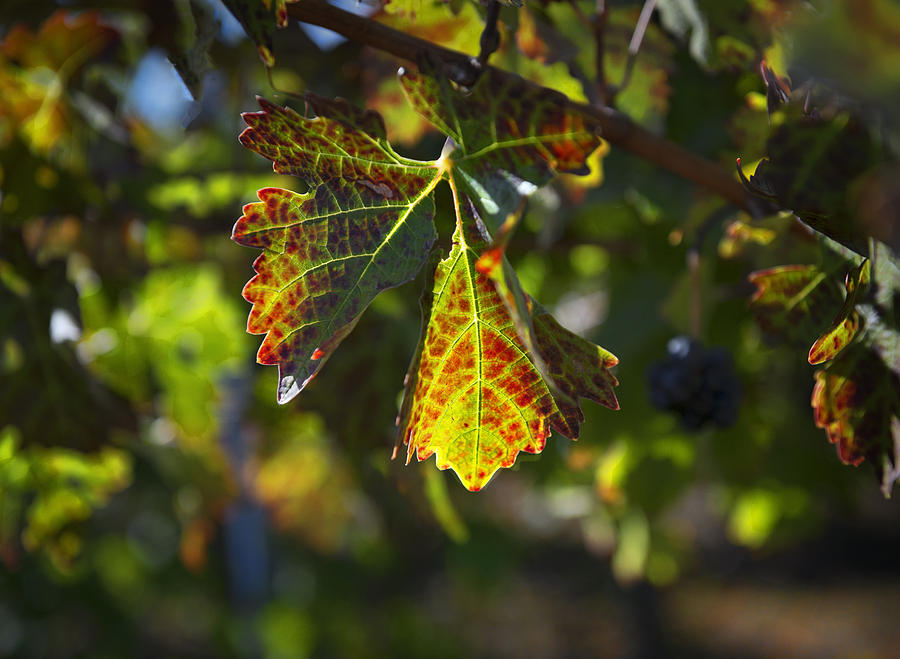 Autumn leaf Photograph by Patricia Dennis
