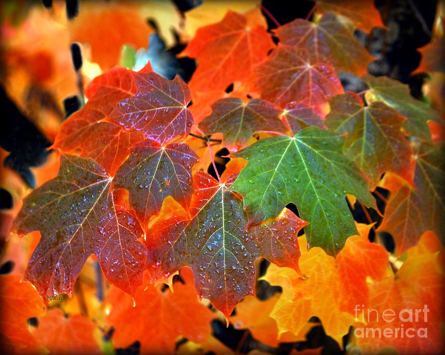 Autumn Leaf Progression Photograph by Patrick Witz