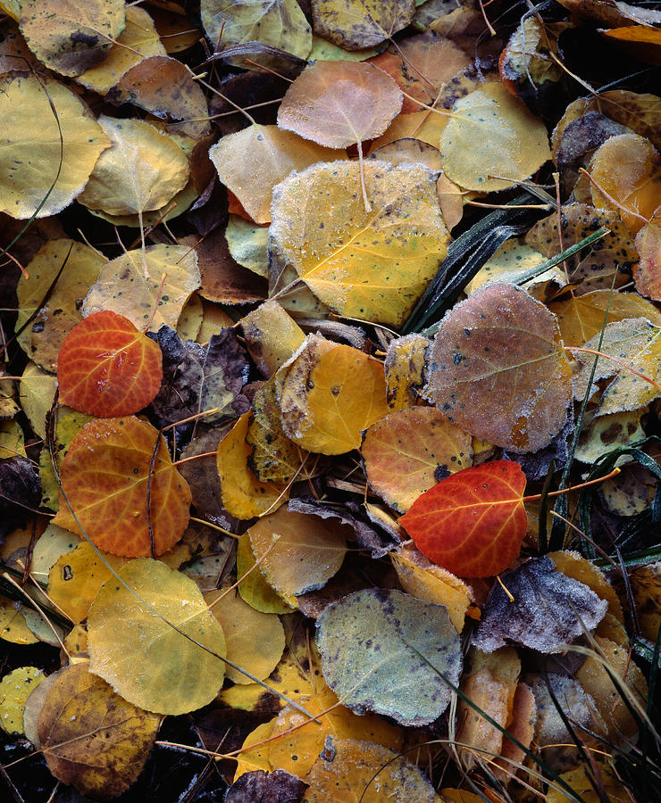 Autumn Leaf Puzzle Photograph by Paul Breitkreuz