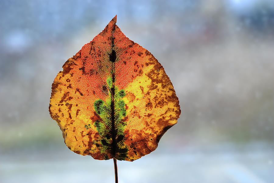 Autumn Leaf Photograph by Rick Mosher