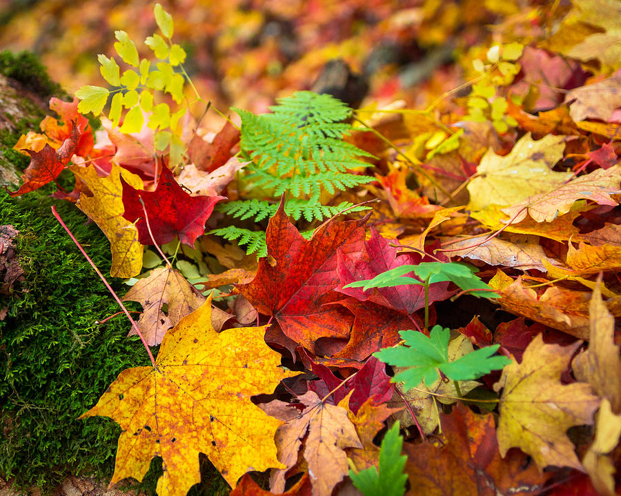 Autumn Leaf Salad Photograph by Bill Pevlor