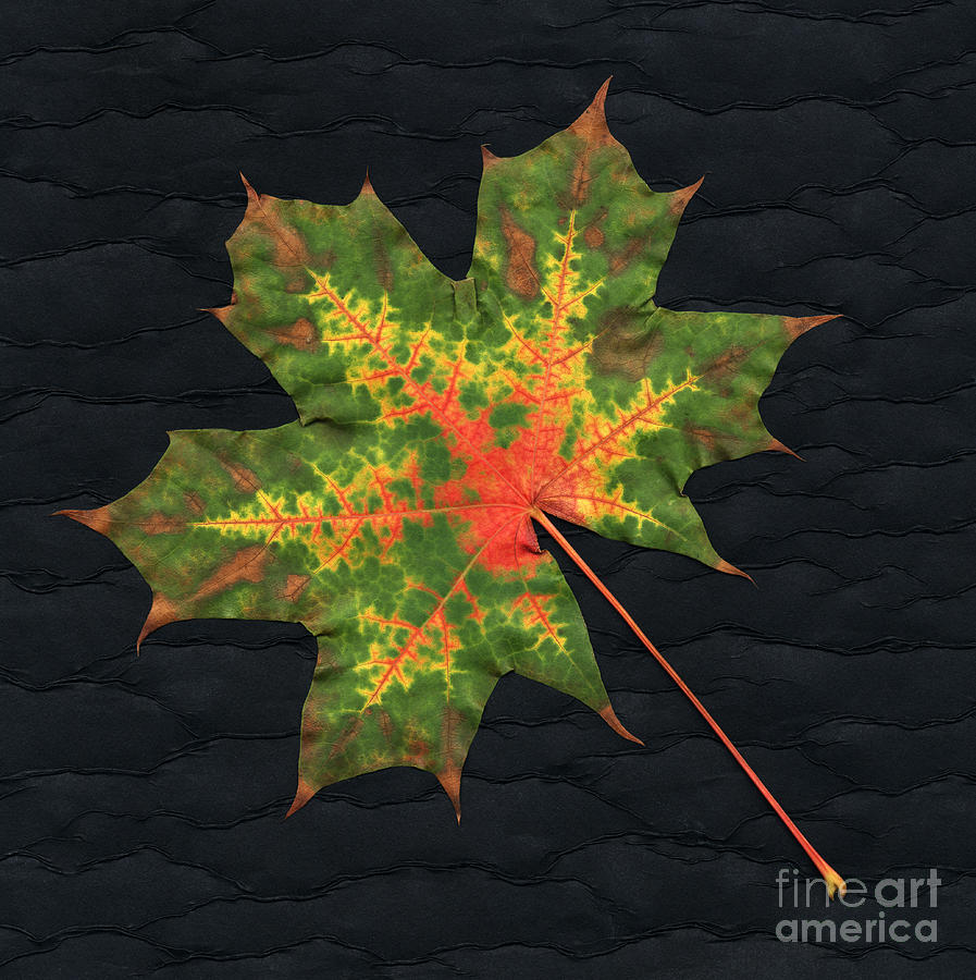 Autumn Leaf Photograph by Scott Camazine