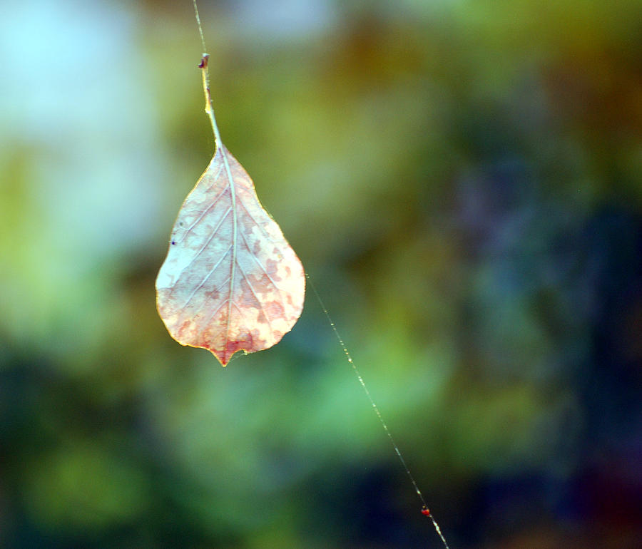 Autumn Leaf Suspended Photograph by Linda Cox