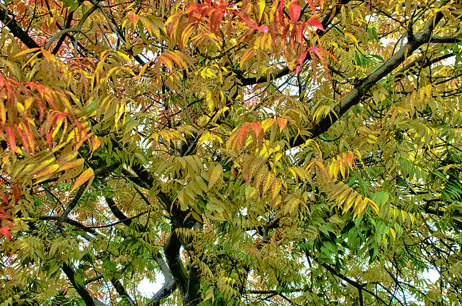 Autumn Leaf Tree Photograph by Joseph Hollingsworth