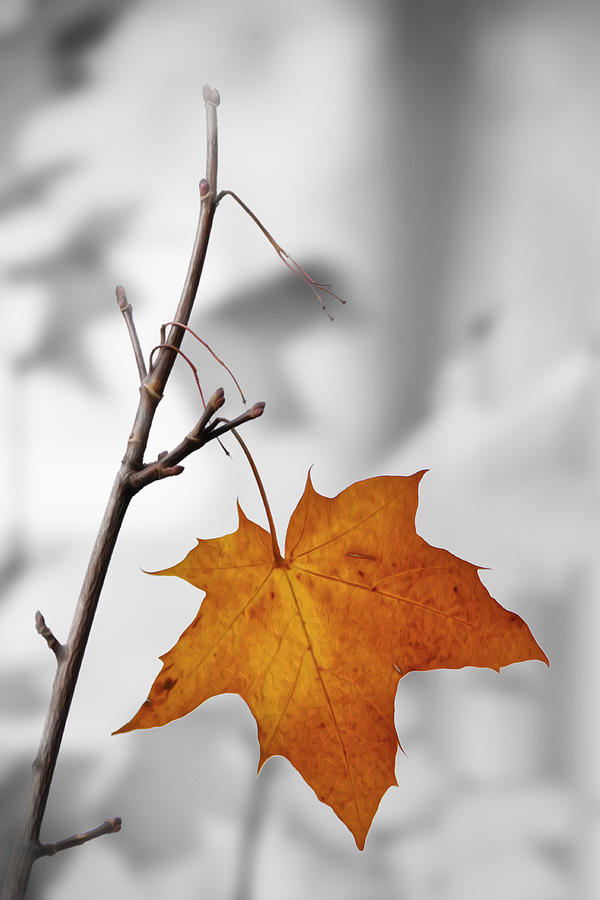 Autumn Leaf Photograph by Veli Bariskan
